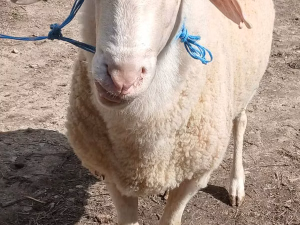 Carnero, Assaf sheep