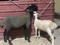 Sheep, Sheep — photo 3
