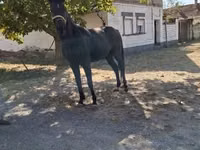 Caballo, Hungarian horse breed — foto 2