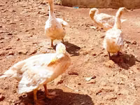 Geese — photo 2