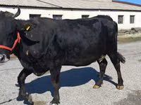 Cow, Cattle — photo 1
