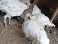 بيغ 6 — الصورة 8