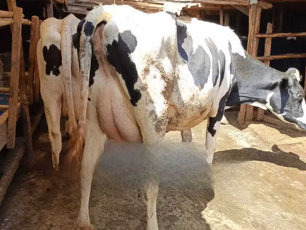 Cow, Holstein breed — Kenya