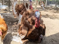 بوربون الأحمر — الصورة 8