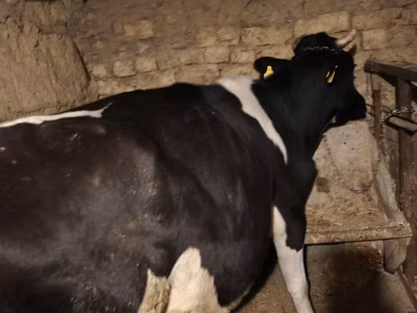 गाय, Russian Black pied cattle