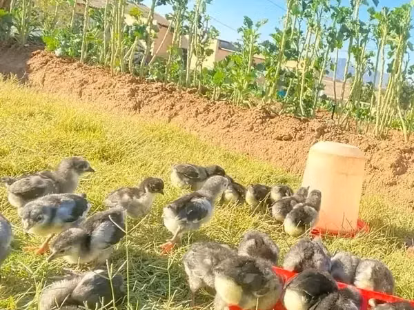 Australorp