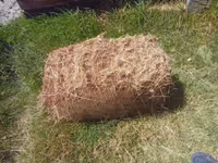Boma Rhodes Hay for Sale — الصورة 4