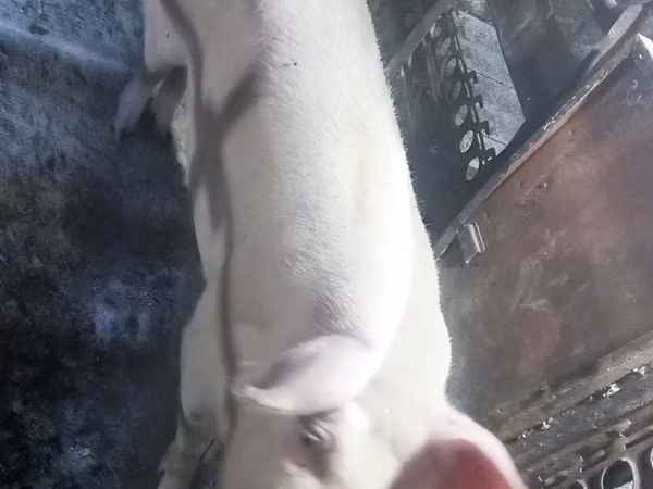 Sow, Pigs
