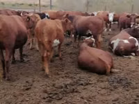 Cow, Red Steppe Cow — photo 1
