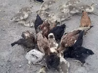 Chickens — الصورة 8