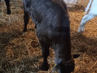 Bull, Limousin cow — photo 2