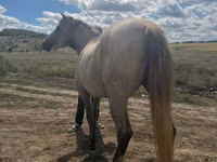 Yegua, Caballos — foto 5