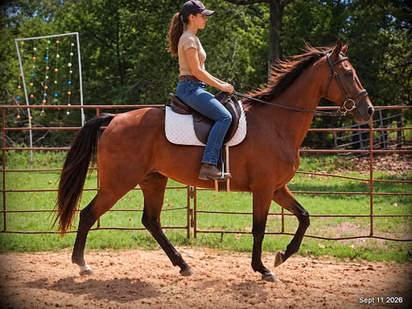 Mare, Standardbred