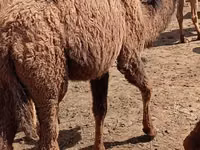 إبل (دفعة، الجنس غير محدد), Kazakh Bactrian camel — الصورة 6