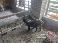 أغنام (دفعة، الجنس غير محدد), الأغنام — الصورة 1