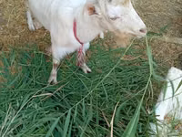 Cabra, LaMancha goats — foto 3