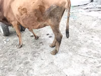 Vaca, Ganado vacuno — foto 8