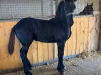 Hengst, Friesian — Foto 2