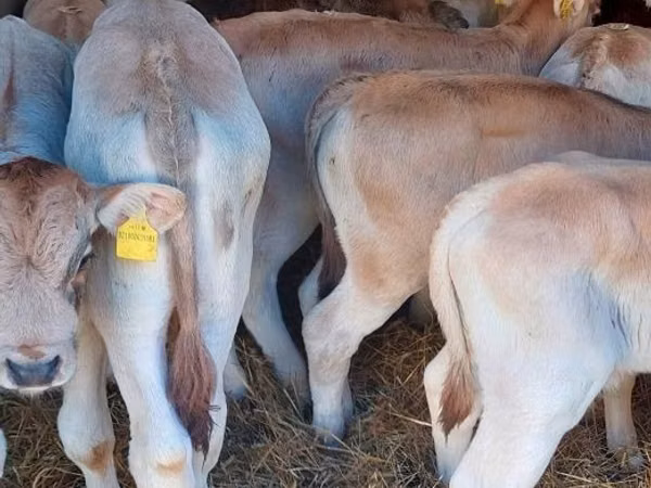 Toro, Simmental cattle