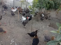 Gallina eslovena barrada — foto 4