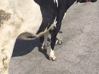 Vaca, Russian Black pied cattle — foto 5