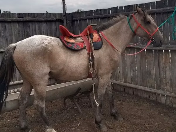 Horse (M), Altai horse