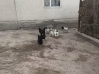 أدلر سيلفر — الصورة 3
