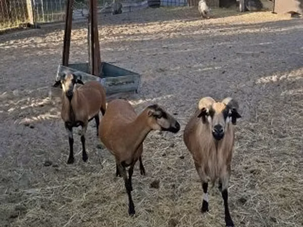 Carnero, Cameroon sheep