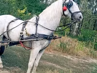 Horse (M), Horses — photo 1