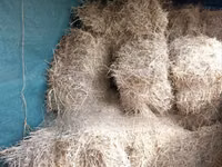 Boma Rhodes Grass Variety Square Bale of Dried Grass Hay — Foto 3