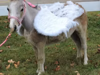 Stute, Miniature horse — Foto 3