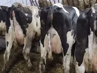 Vaca, Raza Holstein — foto 4