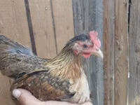 Japanese Bantam — photo 5