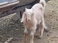 公山羊, Damask goat — 照片 1