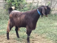 公山羊, Damask goat — 照片 2
