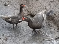 pato criollo doméstico — foto 2