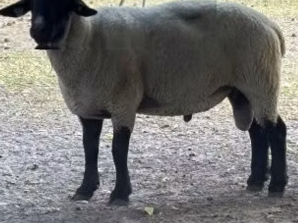 मेढ़ा, White Suffolk sheep