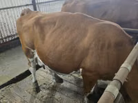Vaca, Simmental cattle — foto 3