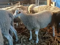 Ram, Romanov sheep — photo 4