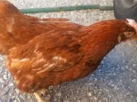 Chickens — Foto 2