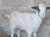 ماعز (دفعة، الجنس غير محدد), الماعز — الصورة 3
