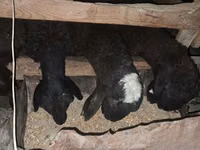Ram, Sheep — photo 2