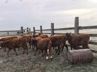 Vaca, Raza Kalmyk — foto 3