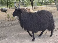 母羊, Racka sheep — 照片 2
