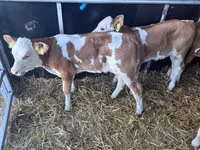 Bull, Simmental cattle — photo 2