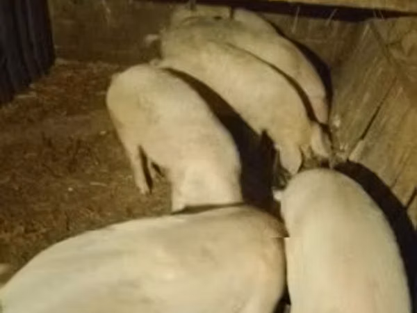 Boar, Pigs