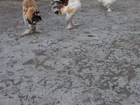 Bantam japonesa — foto 5