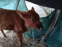 सांड, मवेशी — फ़ोटो 2