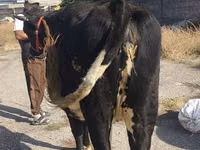 Cow, Russian Black pied cattle — photo 6