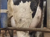 Vaca, Raza Holstein — foto 5